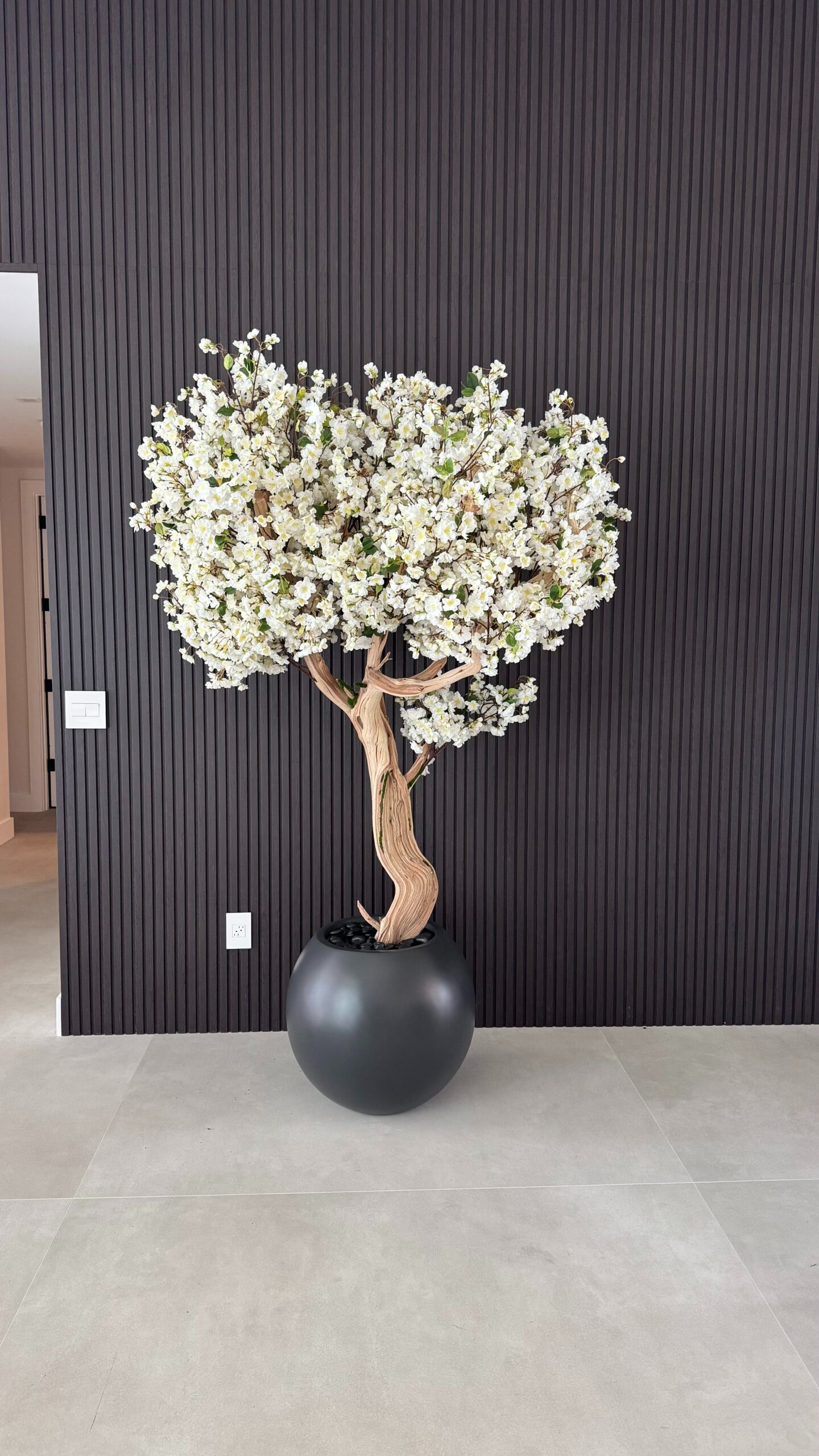 Weißer Kirschblütenbaum „2,13 m“ in einem runden, mattschwarzen Pflanzgefäß