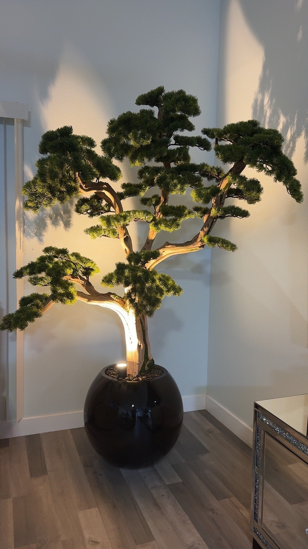 Bonsai „1,80 m“ in einer runden schwarzen Vase