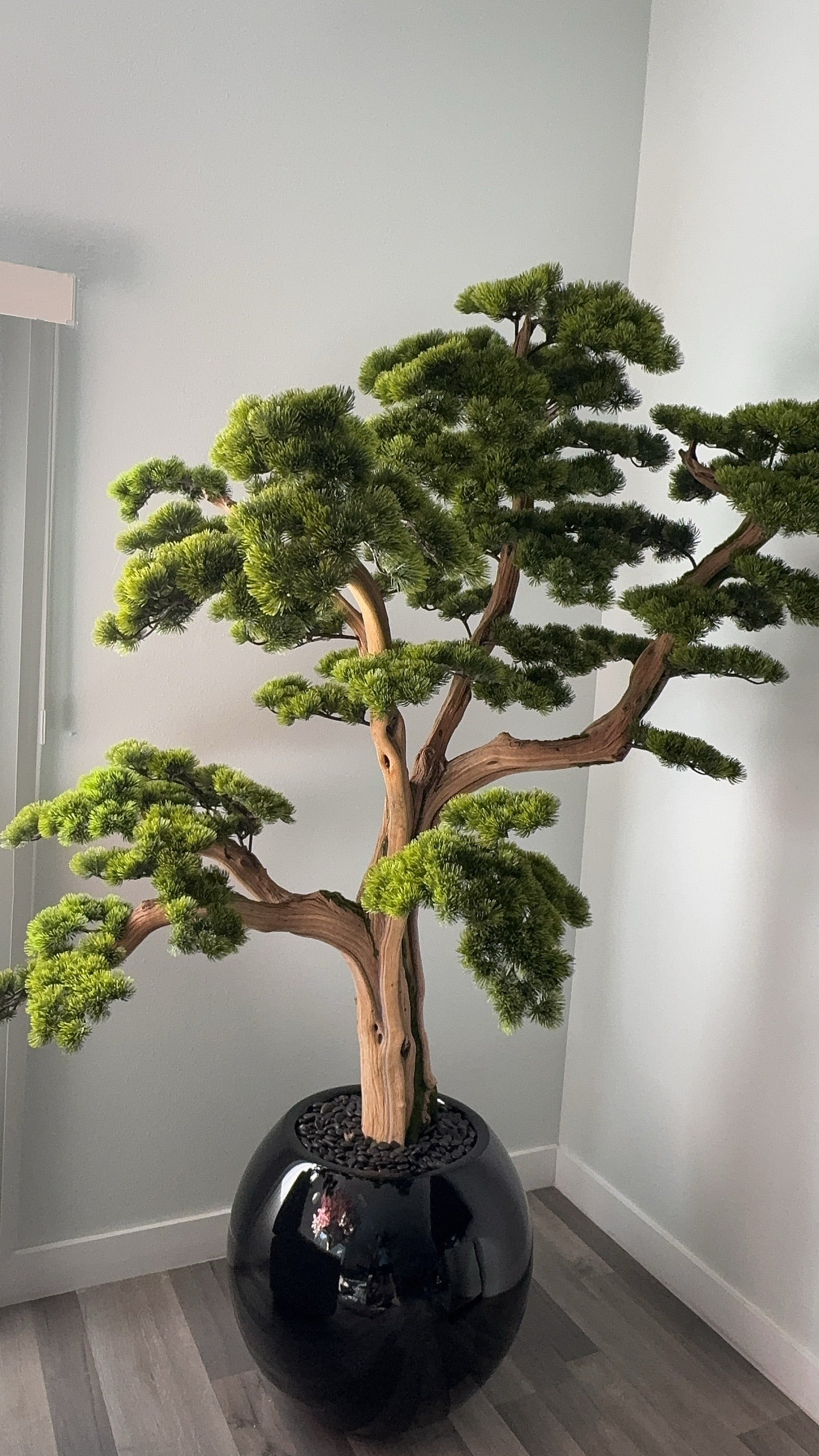 Bonsai „1,80 m“ in einer runden schwarzen Vase